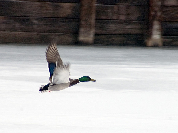 Colorado Mallard