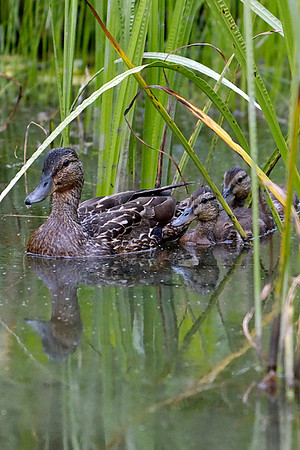 Ducks on the Lingrow Farm Pond