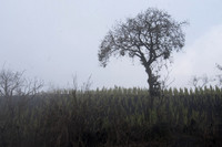 Guatemala