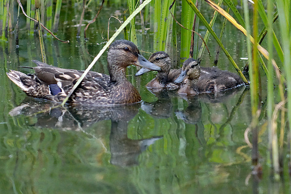 Ducks on the Lingrow Farm Pond
